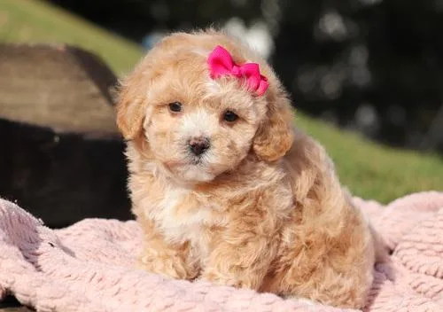 Cute AKC Maltipoo Puppies