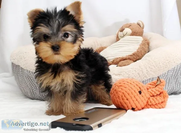 Unical Face Teacup Yorkie Terrier Puppies