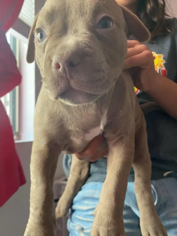 Pitbull puppies