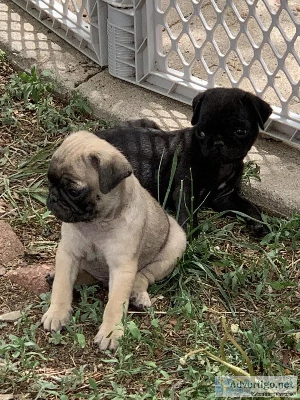 Pure Pug Male Puppies