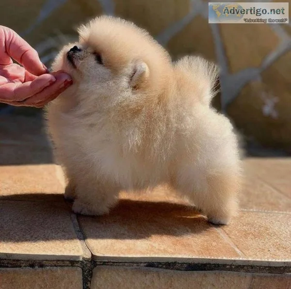 Registered Pomeranian puppies