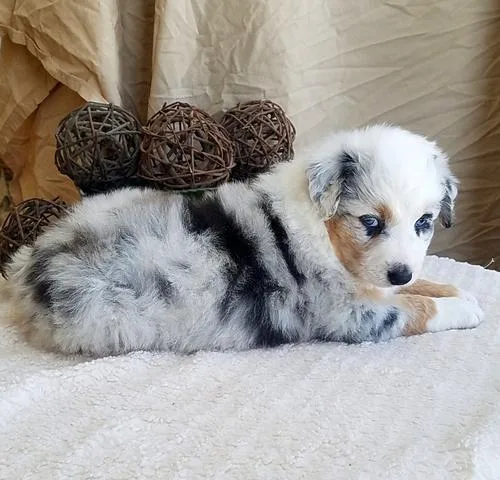 Australian Shepherds for Sale
