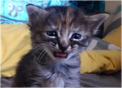 Cat Spraying No More