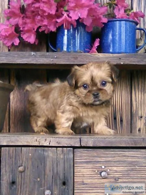 Jill shorkie