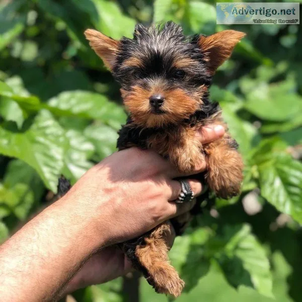 Yorkie puppies