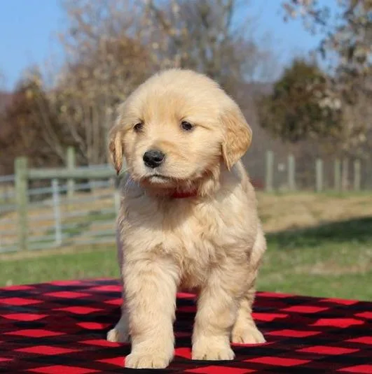 Golden Retriever puppies- Male and Female