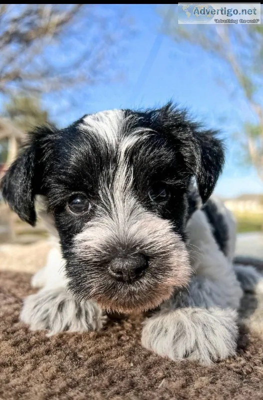 Adorable Schnauzer puppies for adoption