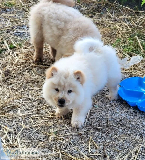 Ckc Registered Chow chow puppies
