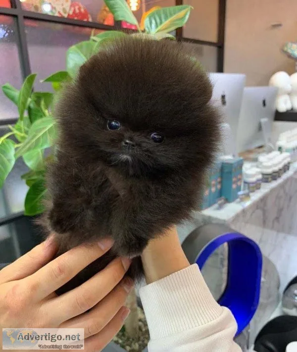 Cute Pomeranian Puppies for addoption
