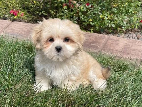 Lhasa Apso Puppies (AKC)