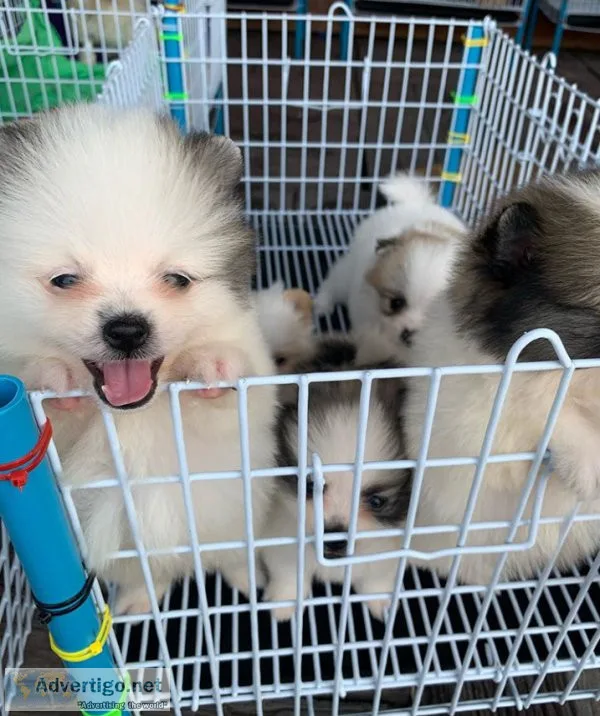We have 4 Pomeranian puppies one male and one female