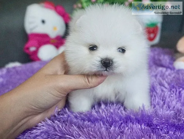 savemefromthedoghous e.com Pomeranian - Puppies Ready To Come Ho
