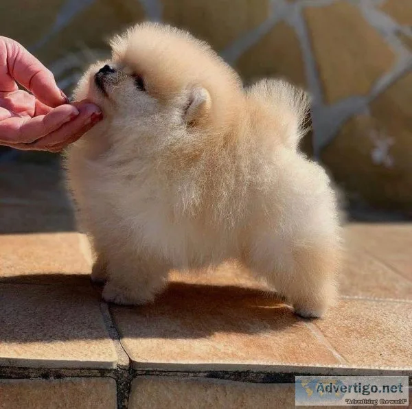 Beautiful Bear Face Micro Teacup Pomeranian puppy