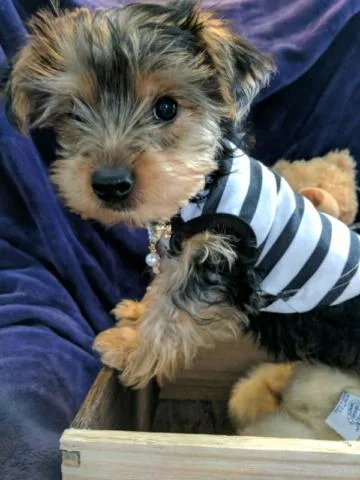 F1b Toy Shihpoo puppies (Shitzu and Poodle)