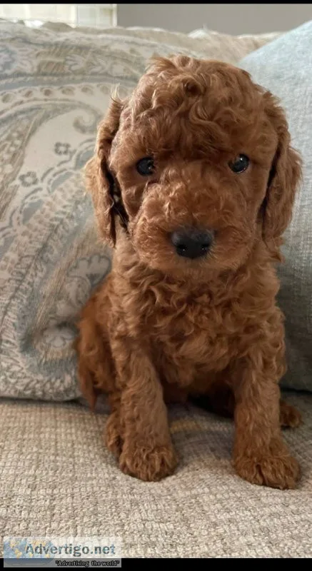 TOY size goldendoodle