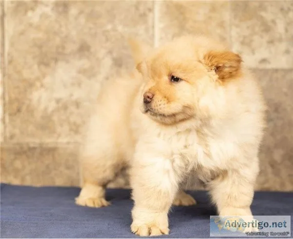 HEALTHY CHOW CHOW PUPPIES FOR SALE