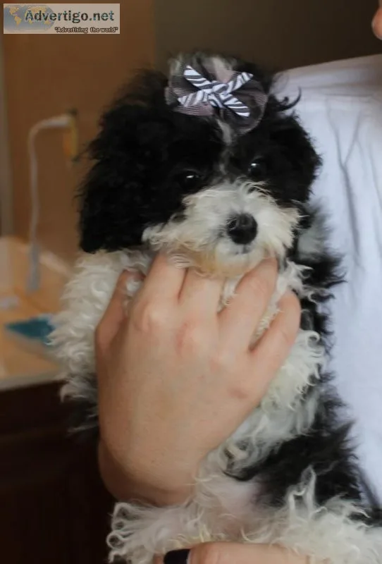 Beautiful cockapoo pups f1