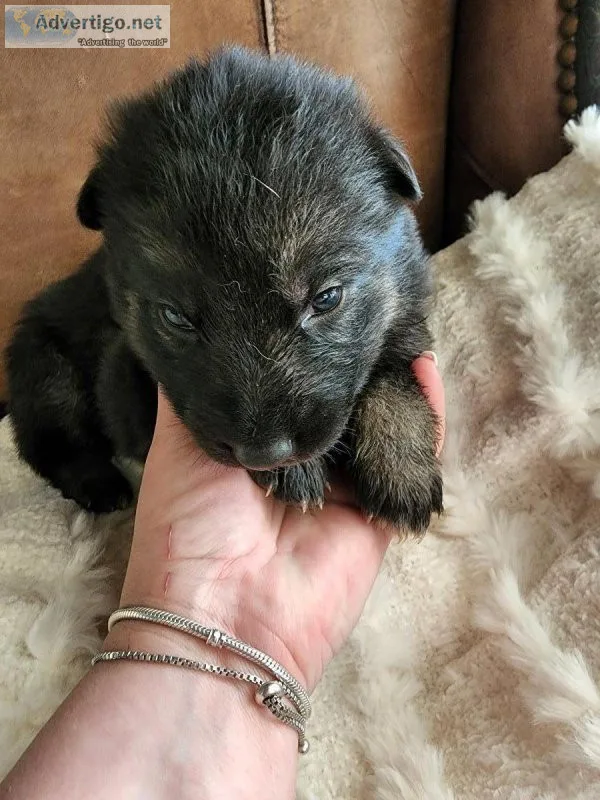 AKC Registered Long Hair German Shepherd Puppies