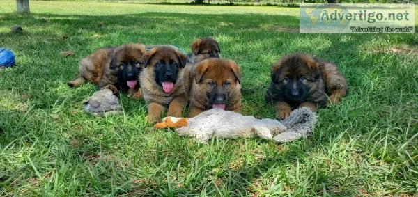 Red sable German Shepherds