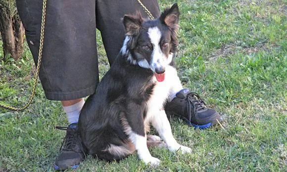 Loving homes needed for pups