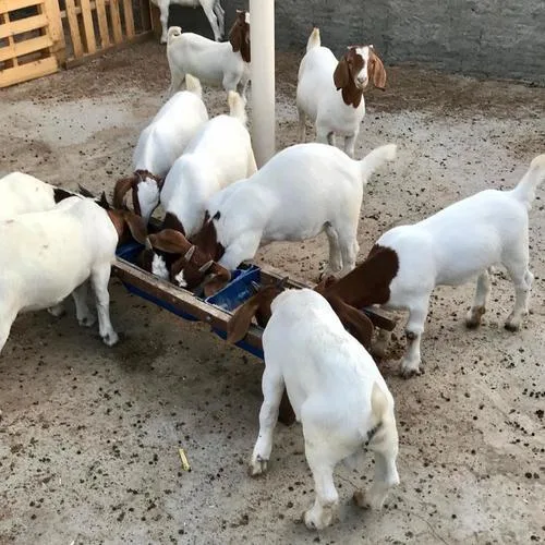 Quality ABGA Boer Goats DoeBucks