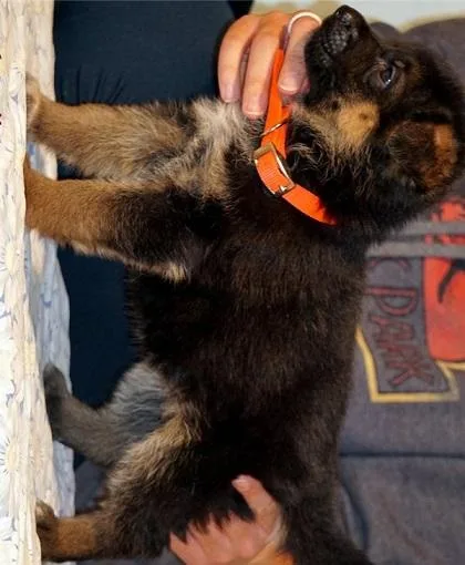 GERMAN SHEPHERD PUPPIEE