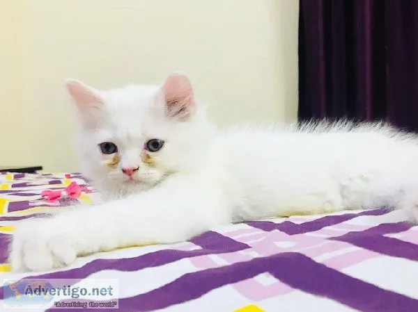 Persian cat price in Gurgaon