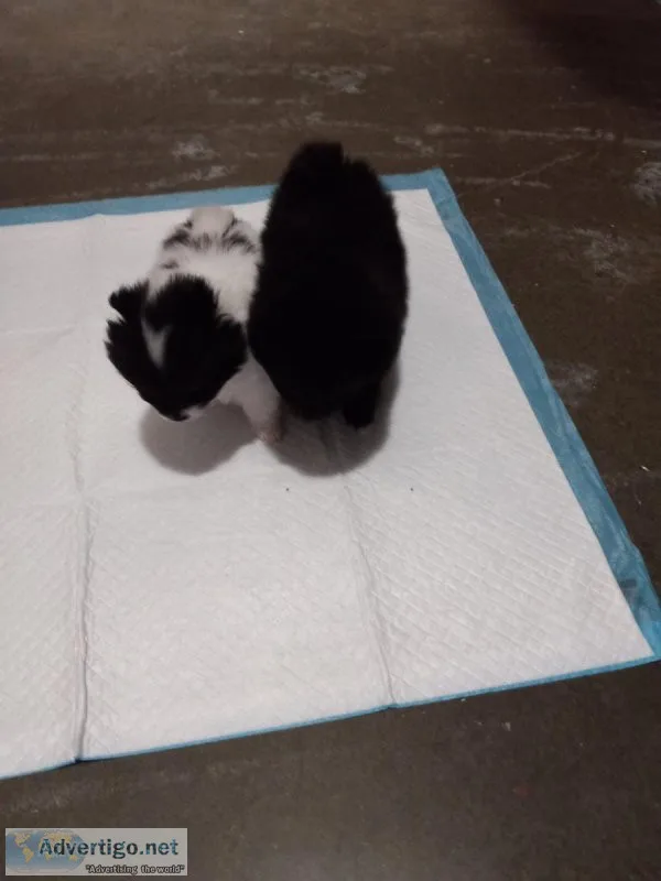 2 Pomeranian Puppies Almost Ready to Go at 8 weeks old