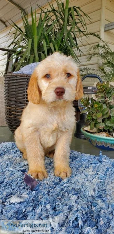 Labradoodle Puppies (Male and Female)