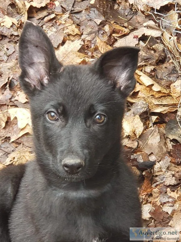 AKC German Shepherd