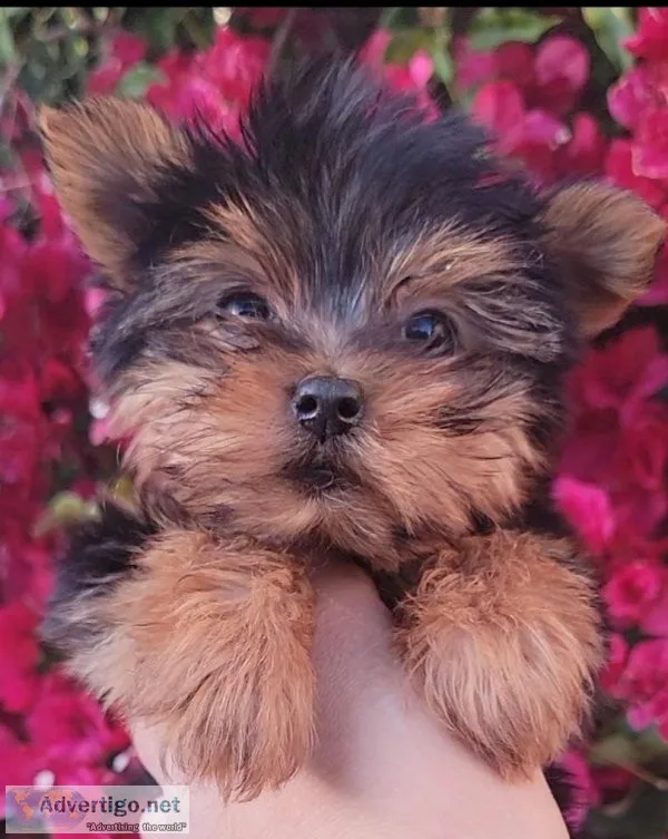 Yorkie