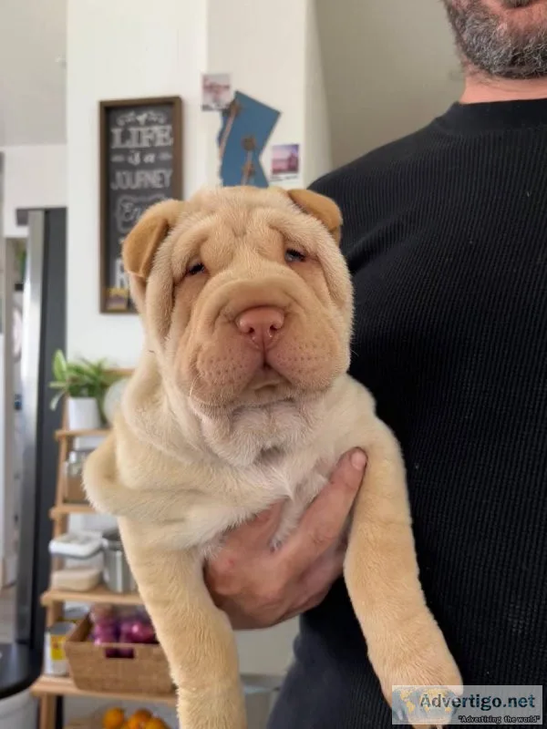 Lovely AKC Chinese Shar-Pei Pups for sale