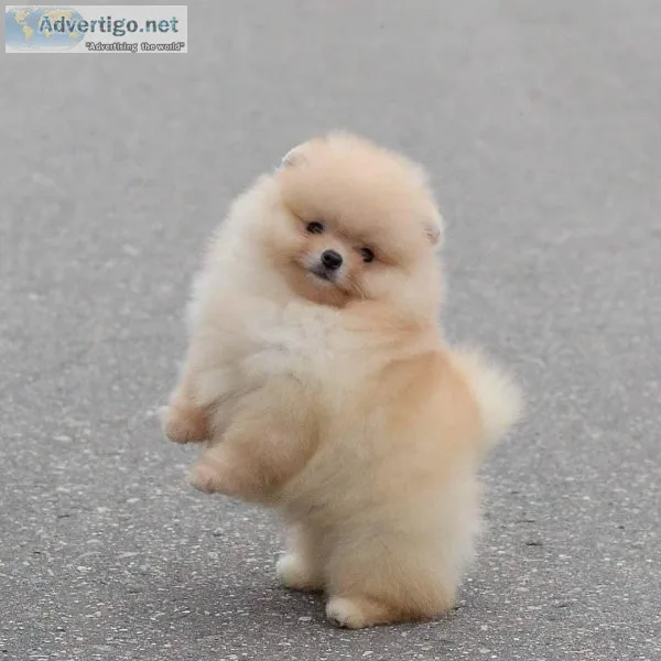 Lovely Pomeranian Puppies for Sale
