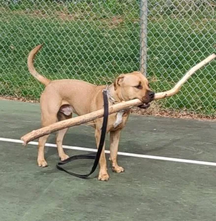 Pitbull for Rehoming