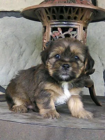 Mylo Shorkie