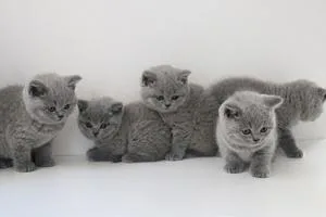 Lovely Scottish Folds