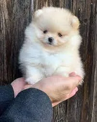 Healthy Home raised Pomeranian puppy
