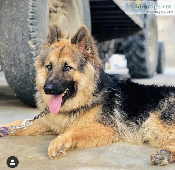 Dogs for sale