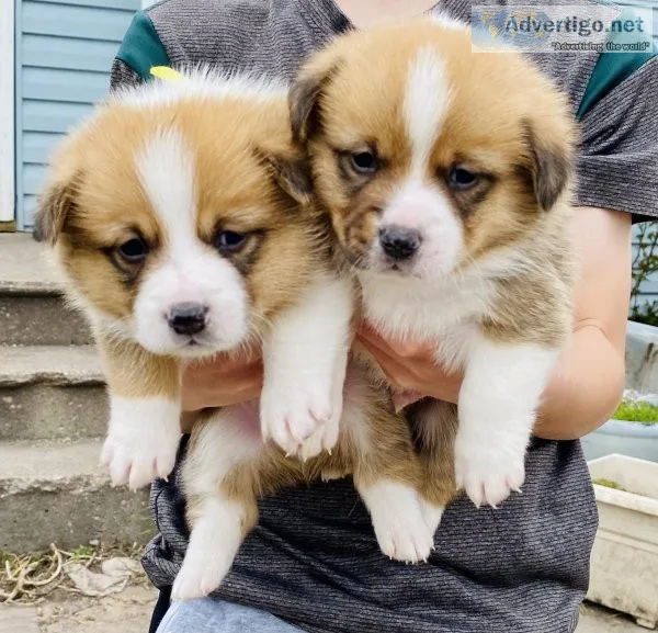 Pembroke Welsh Corgi