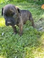 Boxer lab puppies
