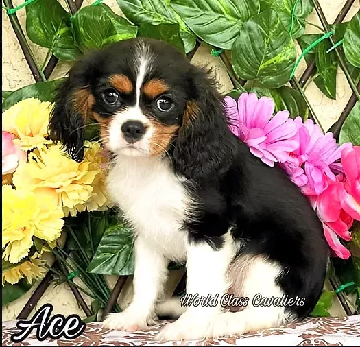 Cavalier Spaniel Puppies