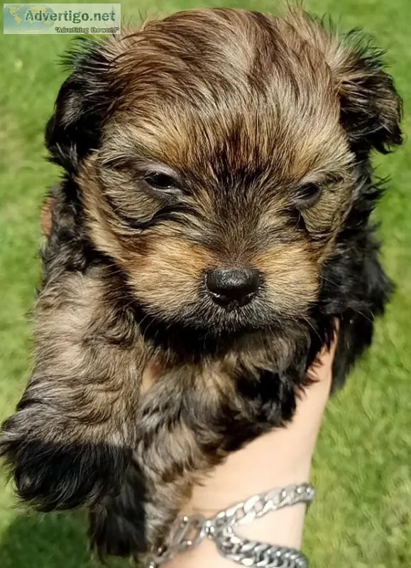 Yorkie puppies 6 weeks 400 no shots