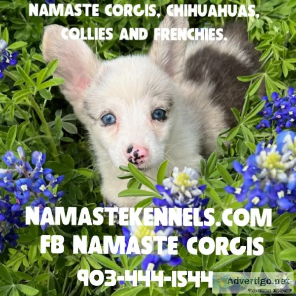 Namaste Corgis