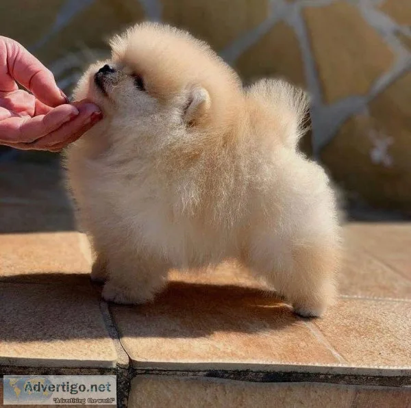 Priceless Pomeranian Puppy For Adoption