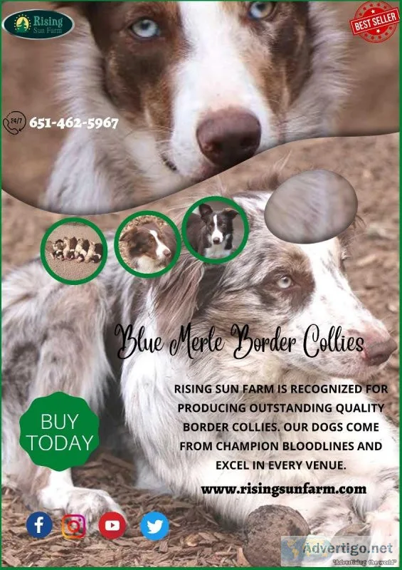 Get 1 Blue Merle Border Collies at a minimal price