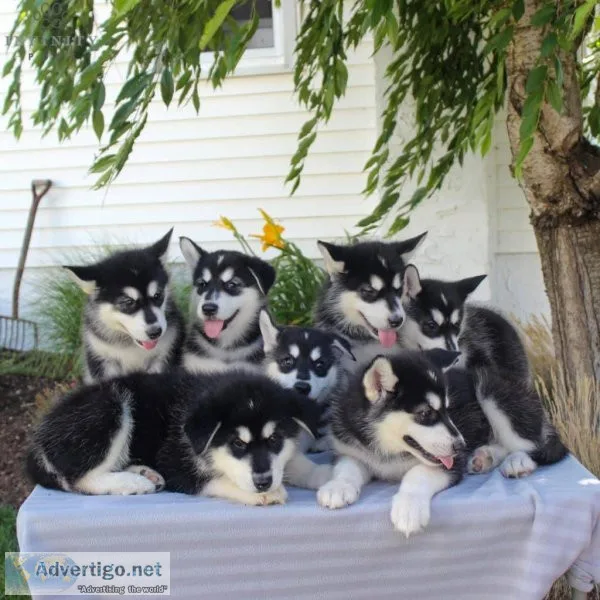 Top Quality Alaskan Malamute Puppies Available