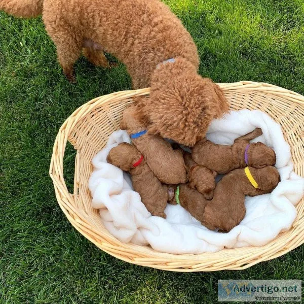 Doodle Pups For Everyone