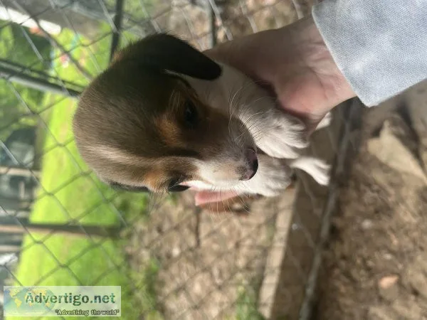 Registered male mini dauschund