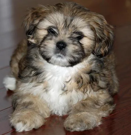 Sreeganesh farm offers Best quality Lhasa apso puppies for sale