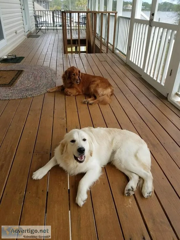 Free white golden retriever spayed